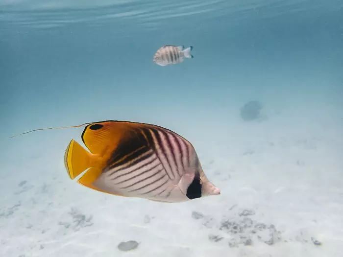 Four Seasons Bora Bora lagoon sanctuary butterflyfish by Dancing the Earth
