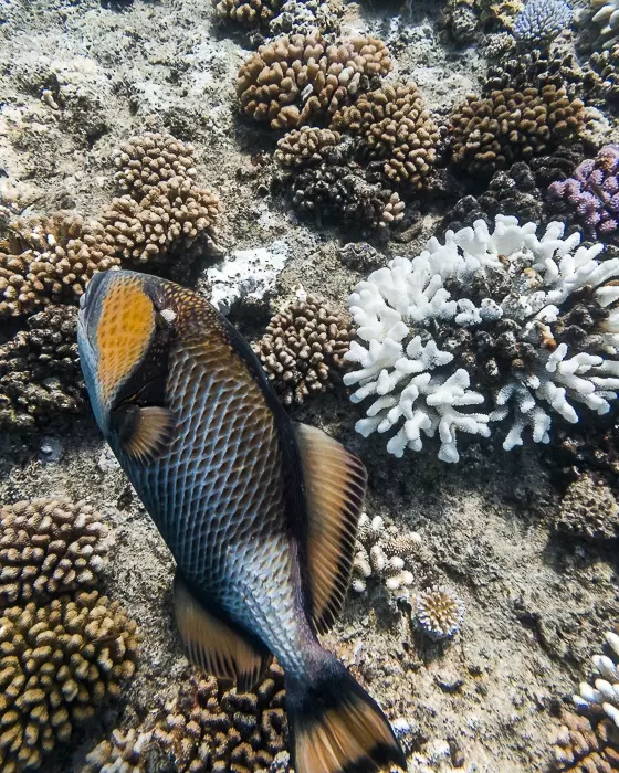 Titan triggerfish in Fitii's wall in Huahine with Mahana dive by Dancing the earth