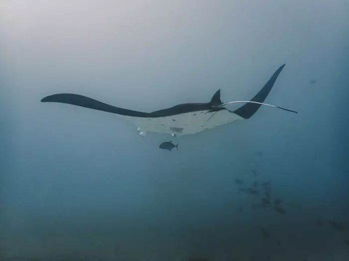 Manta ray in Maupiti with Maupiti diving by Dancing the Earth