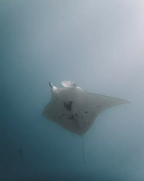French Polynesia travel guide Maupiti manta ray with Maupiti diving by Dancing the Earth