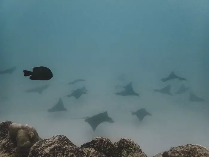 French Polynesia travel guide Maupiti diving stingrays by Dancing the Earth