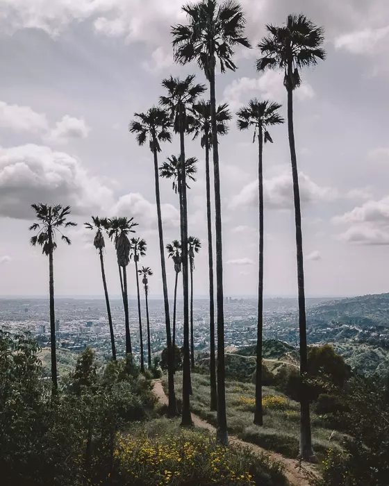 Los Angeles palm trees in Griffith Park by Dancing the Earth