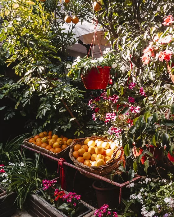 Mdina fruits and flowers stand by Dancing the Earth