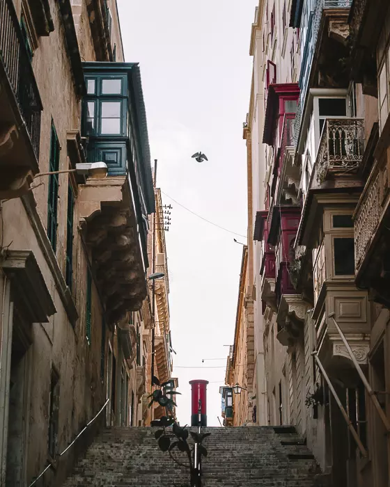 Malta travel guide Valletta streets with bird by Dancing the Earth