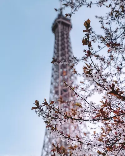 Plums and Eiffel Tower by Dancing the Earth