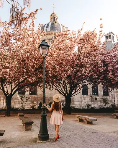 Spring in Paris Kanzan cherry blossoms in Institut de France by Dancing the Earth