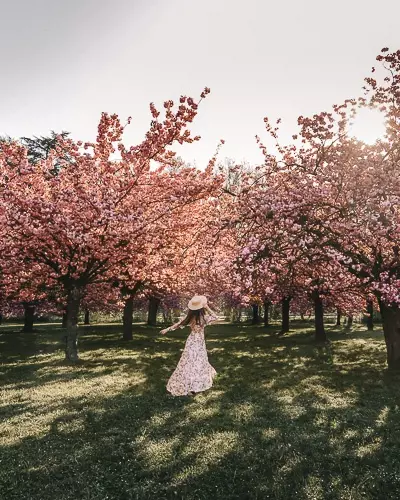 Spring in Paris twirling under the cherry blossoms of Parc de Sceaux by Dancing the Earth