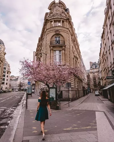 Spring in Paris cherry blossoms rue du Louvre by Dancing the Earth