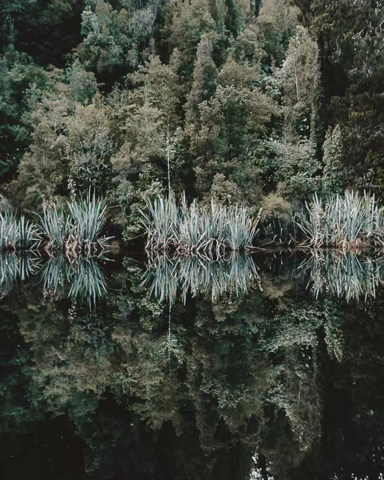 Trees reflection in Lake Matheson, Dancing the Earth