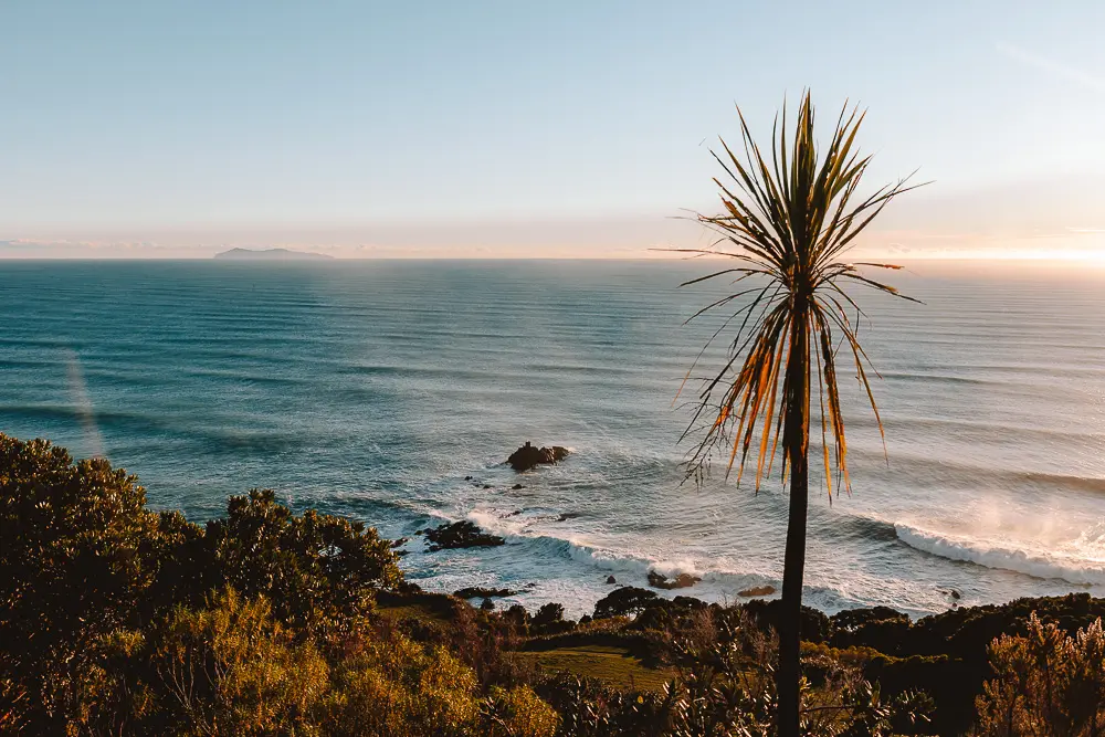 Palm tree in Mount Maunganui, Dancing the Earth