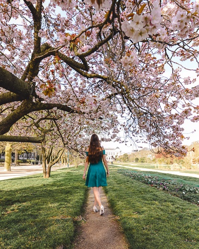 Spring in Paris cherry blossoms in Jardin des Plantes by Dancing the Earth