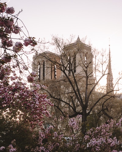 Cherry blossoms at sunrise framing Notre-Dame de Paris by Dancing the Earth