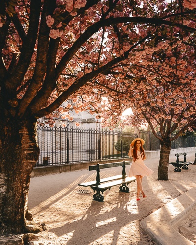 Spring in Paris golden hour under the cherry blossoms of Notre-Dame by Dancing the Earth