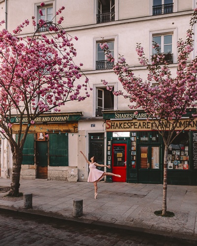 Spring in Paris Kanzan cherry blossoms in front of Shakespeare and Company by Dancing the Earth