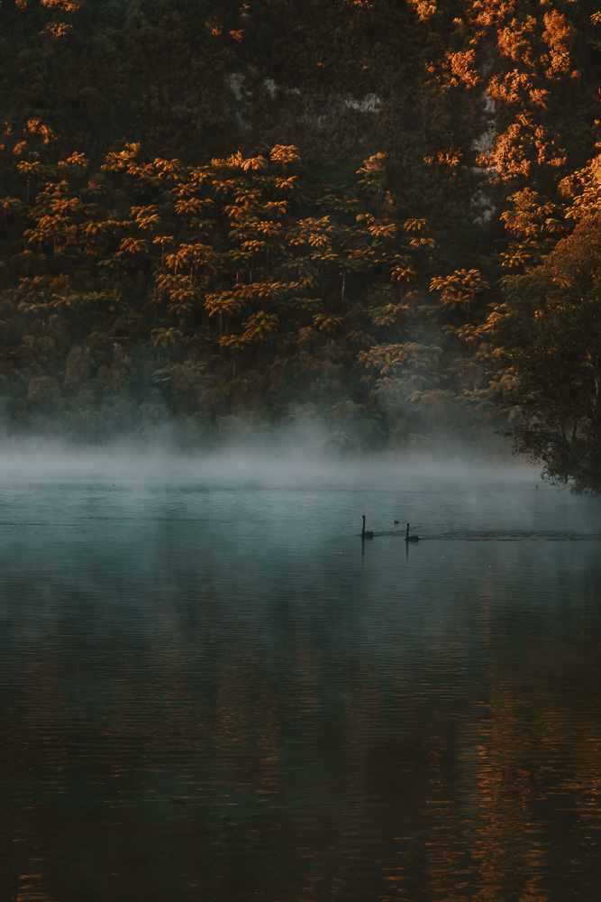 Sunrise on Lake Tarawera, with swans coming in, Dancing the Earth