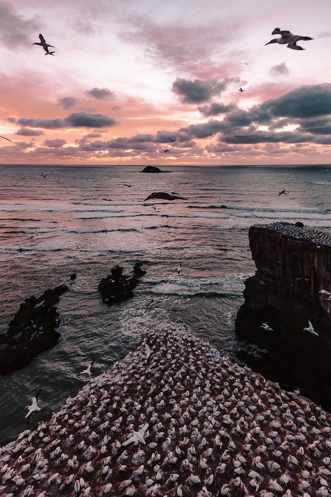 Gannets Colony in Muriwai Beach, North Island Photography Spots, Dancing the Earth