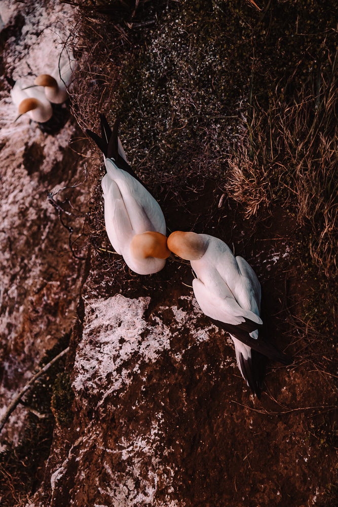 Gannets couple in Muriwai Beach, North Island Photography Spots, Dancing the Earth