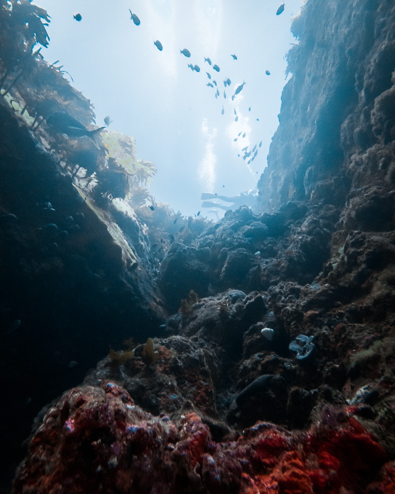 Poor Knights Islands Diving, corals, North Island Photography Spots, Dancing the Earth