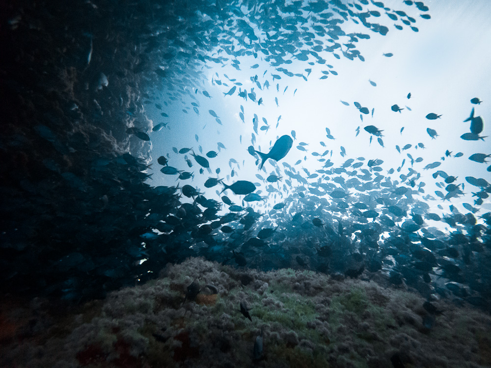 Poor Knights Islands, diving in the middle of a fish school, Dancing the Earth