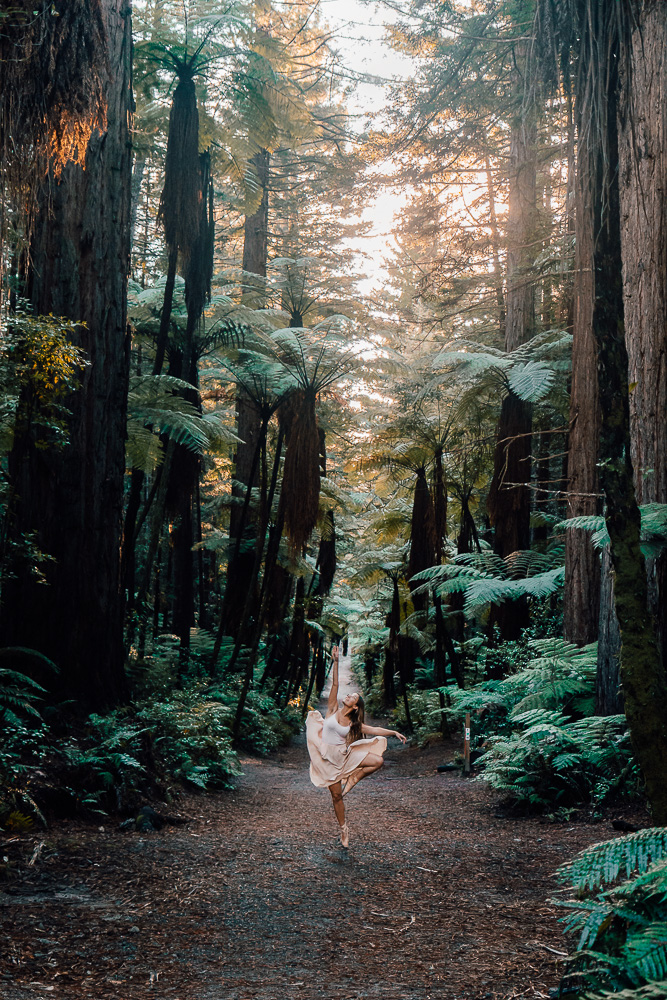 Redwoods forest in Rotorua, North Island Photography Spots, Dancing the Earth