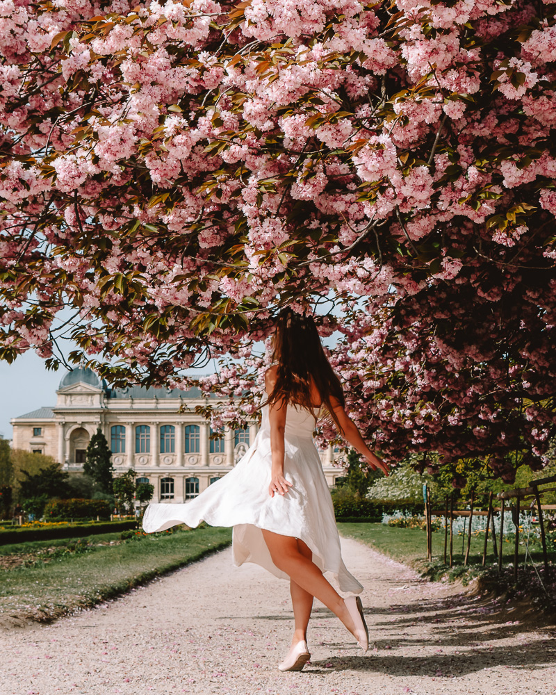 Kanzan cherry blossoms at Jardin des Plantes, Dancing the Earth