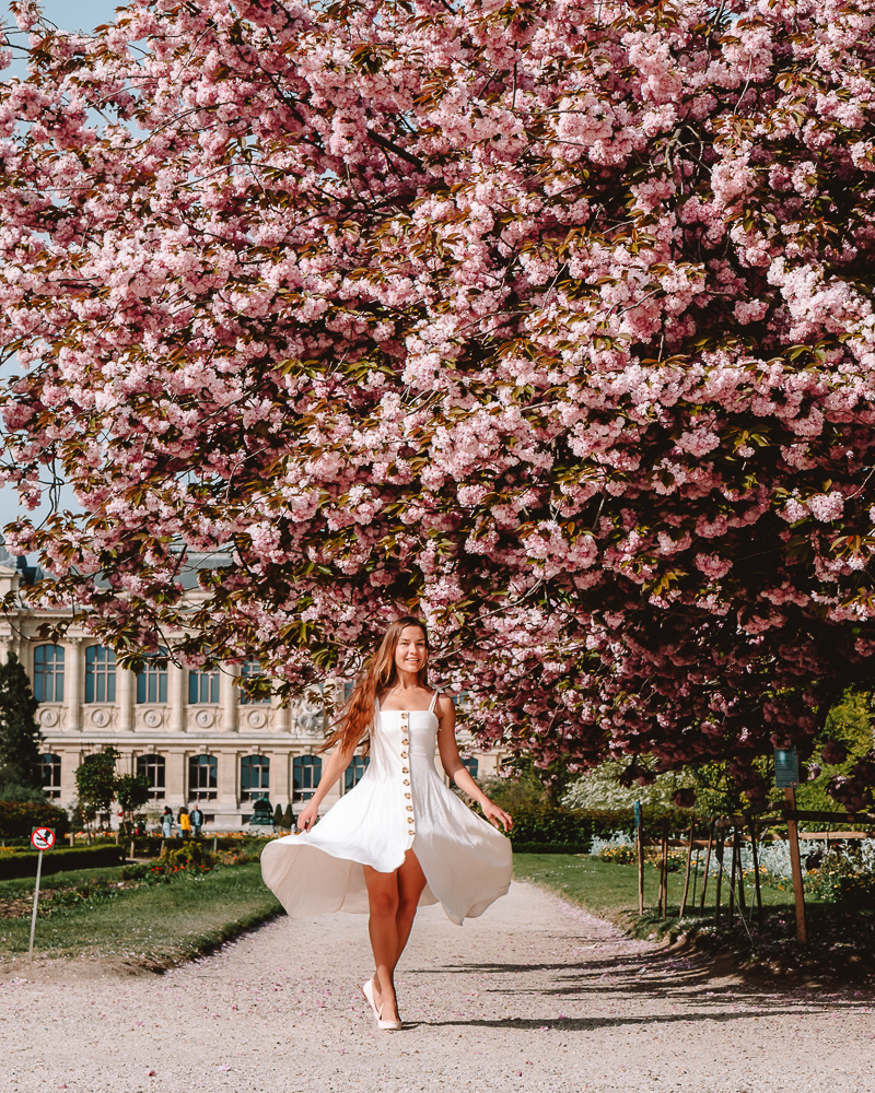 Kanzan cherry blossoms, Jardin des Plantes, Paris, Dancing the Earth