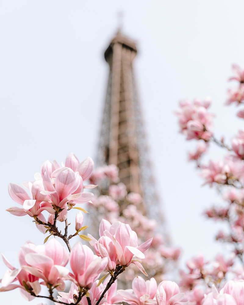Eiffel Tower and magnolias in the Champs de Mars, Dancing the Earth