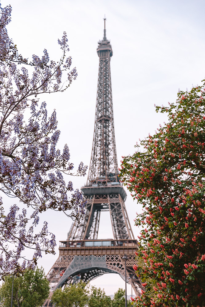 Spring in Paris, Paulawnia and Chestnut tree at Eiffel Tower, by Dancing the Earth