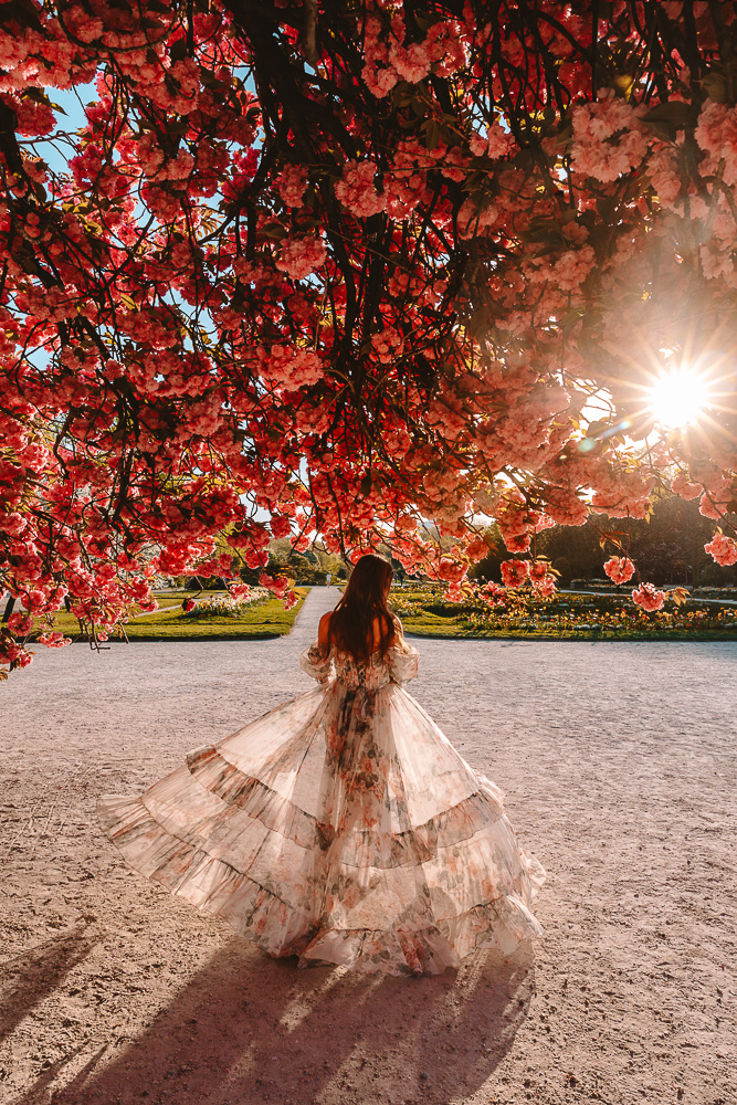 Jardin des Plantes cherry blooms, by Dancing the Earth