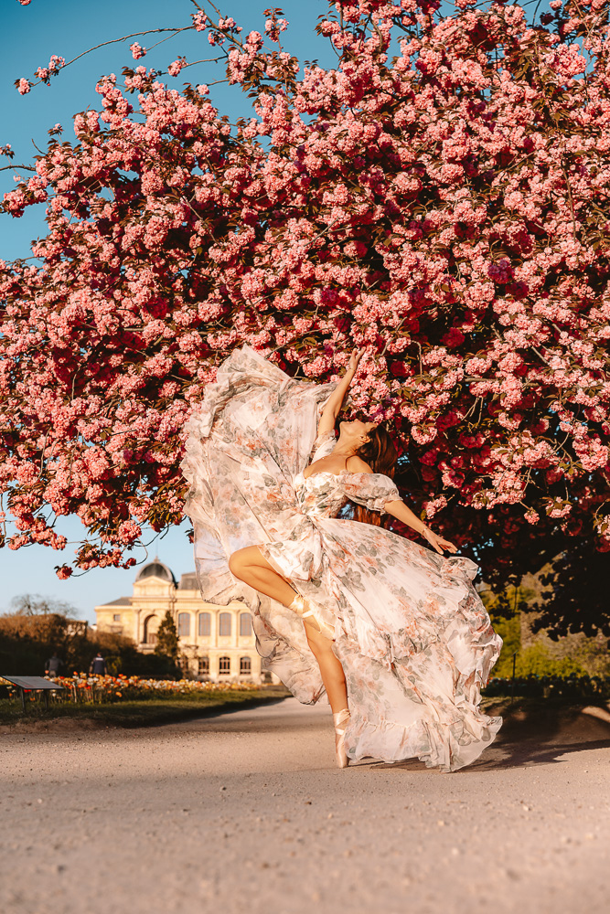 Jardin des Plantes cherry blossoms, by Dancing the Earth