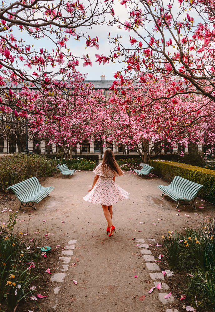 Paris Spring Palais Royal magnolias, by Dancing the Earth