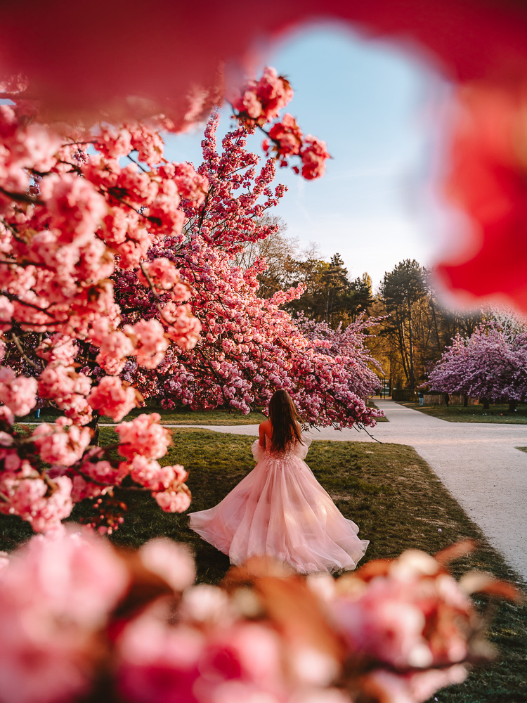 Paris Spring Parc de Sceaux cherry blossoms frame, by Dancing the Earth