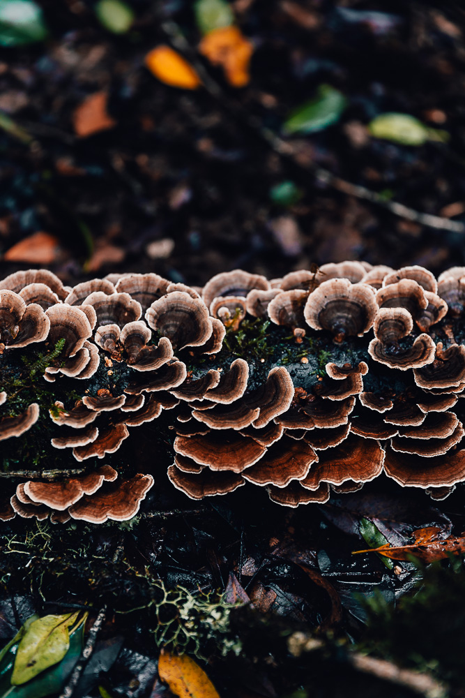 Garajonay National Park, details, by Dancing the Earth
