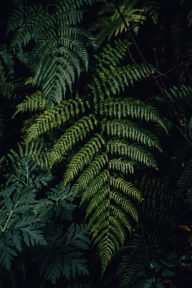 Garajonay National Park, fern, by Dancing the Earth