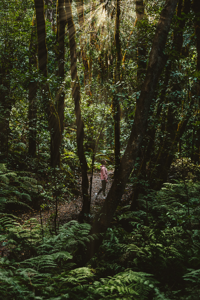 Garajonay National Park, laurasilva forest, by Dancing the Earth