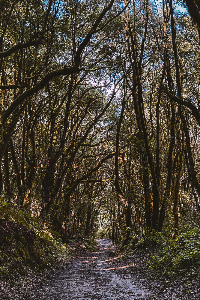 La Gomera, Garajonay National Park, El Cedro area, by Dancing the Earth