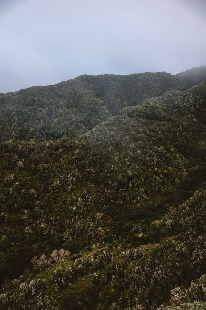 Vallehermoso forest, by Dancing the Earth