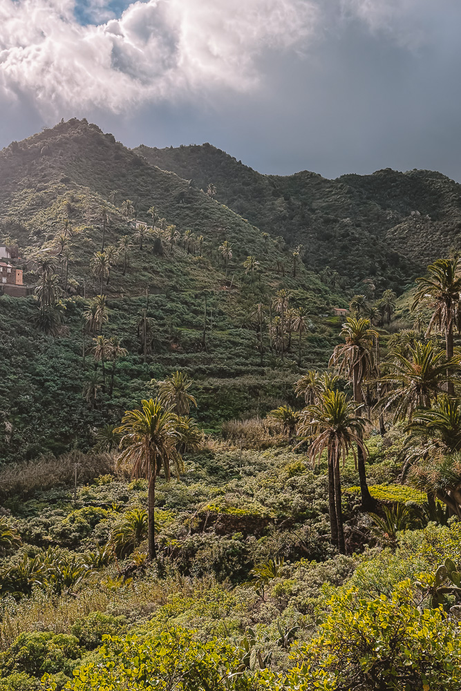 Vallehermoso palm trees, by Dancing the Earth